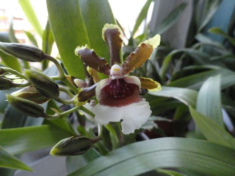 Orchidea 20