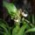 Orchidea_22-001_1790429_2285_t