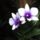 Orchidea_25-001_1790432_3801_t