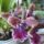 Orchidea_27-001_1790434_7859_t