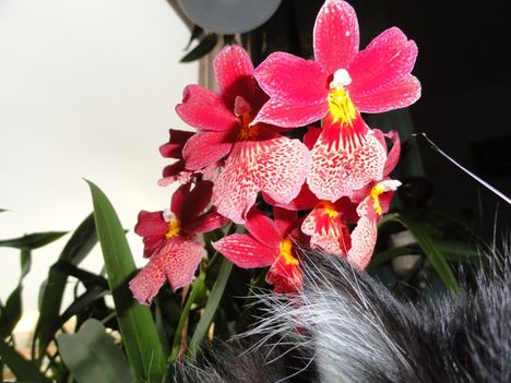 Orchidea 3