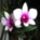 Orchidea_31-001_1790438_3957_t