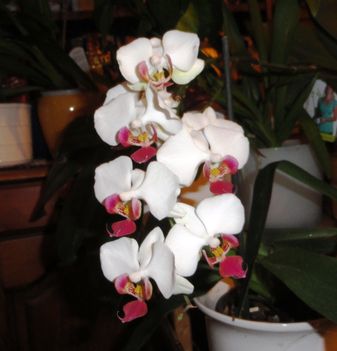 Orchidea 32
