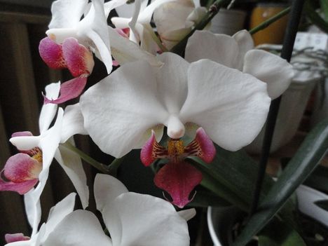 Orchidea 33