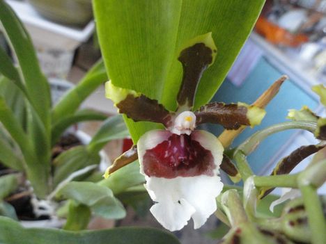 Orchidea 36