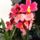 Orchidea_7-001_1790113_4390_t