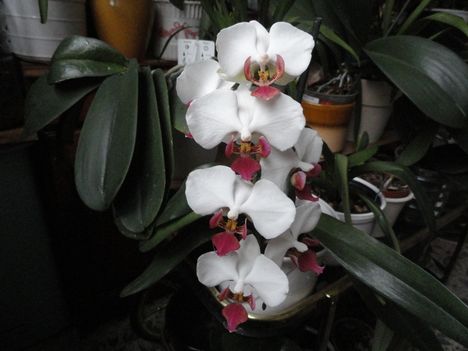 Orchidea 8