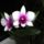 Orchidea_9-002_1790416_8263_t