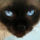 Világító szemű sziámi cica