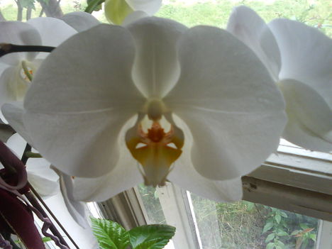 az orhideám 2008