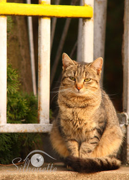 Dózsa György utcai cica