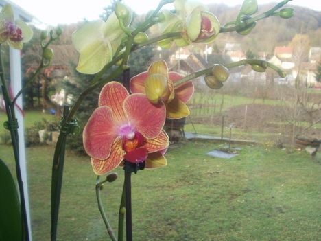 és mindenekfelett az orchidea 1