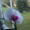 és mindenekfelett az orchidea 2