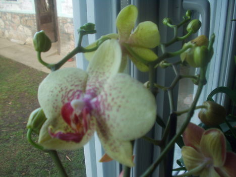 és mindenekfelett az orchidea 3