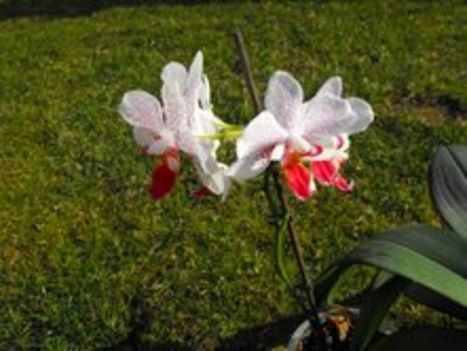 fehér orhideám