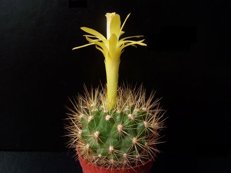 Matucana weberbauer