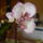 Orhidea-016_170976_82875_t