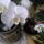 Orhidea_170199_57593_t