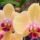 Phalaenopsis_hybrid-001_1070916_9343_t