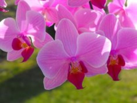 szép orhideám