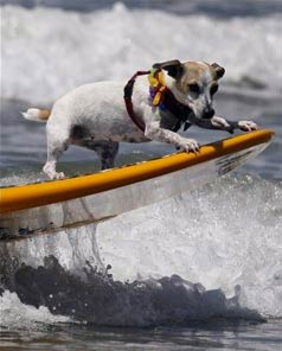 Szörföző kutya 3