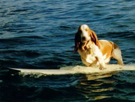 Szörföző kutya 5
