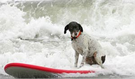 Szörföző kutya 6