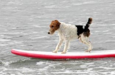 Szörföző kutya 7