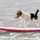 Szörföző kutya 7