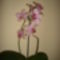 Valentinnapi orchideám férjemtől!
