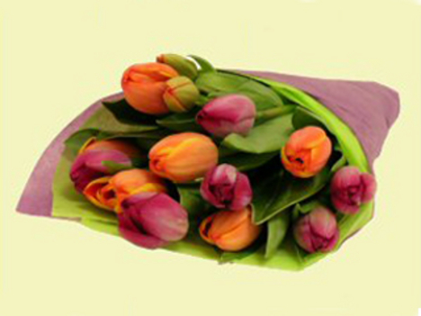 vegyes tulipán 