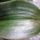 Dendrobium_mosaic_virus_phalaenopsis_mini_mark_levelen_2_1811554_6525_t