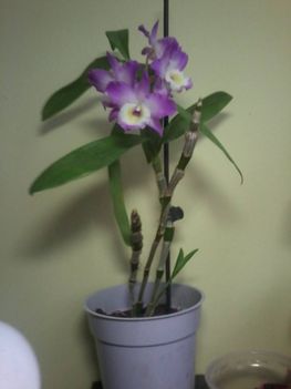 Dendrobium nobile - Vesszőkosbor