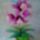 Orhideam_1811830_4222_t