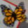 Quilling___pillango_1811740_2877_t