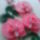 Quilling_orchidea-001_1811771_6455_t