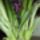 Sam_0718_1811905_8007_t