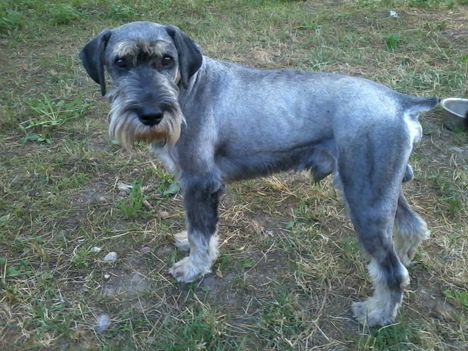 Scooby gazdit keres!