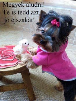 Yorki