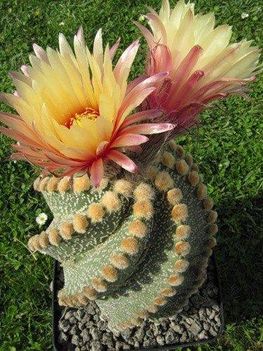 H.Gábor Erzsébet:A kaktusz virága