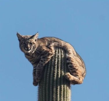 Hiúz a kaktuszon