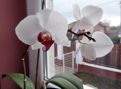 Orchideám folyamatosan virágzik! :)