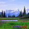 British-Columbia-Virágok-02365