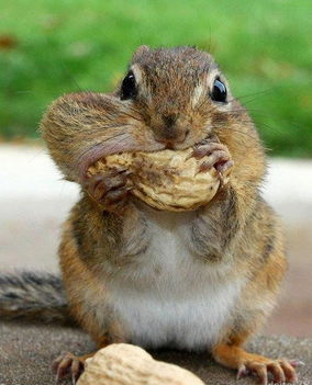 Éhes mókus