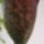Kinyilt_a_leopardpalma_2_1813829_9053_t