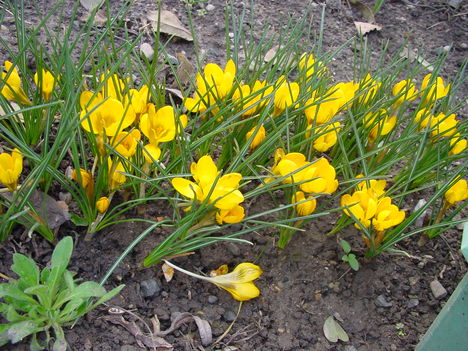 Márciusi virágok 13