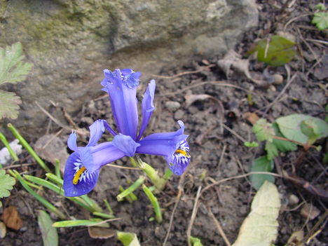 Márciusi virágok 3