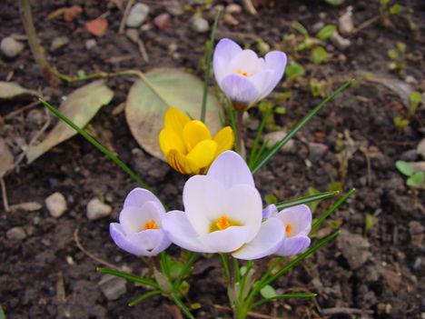 Márciusi virágok 5