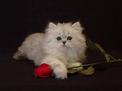 Cica rózsával