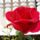 Boldog_nonapot__5_1815786_1851_t